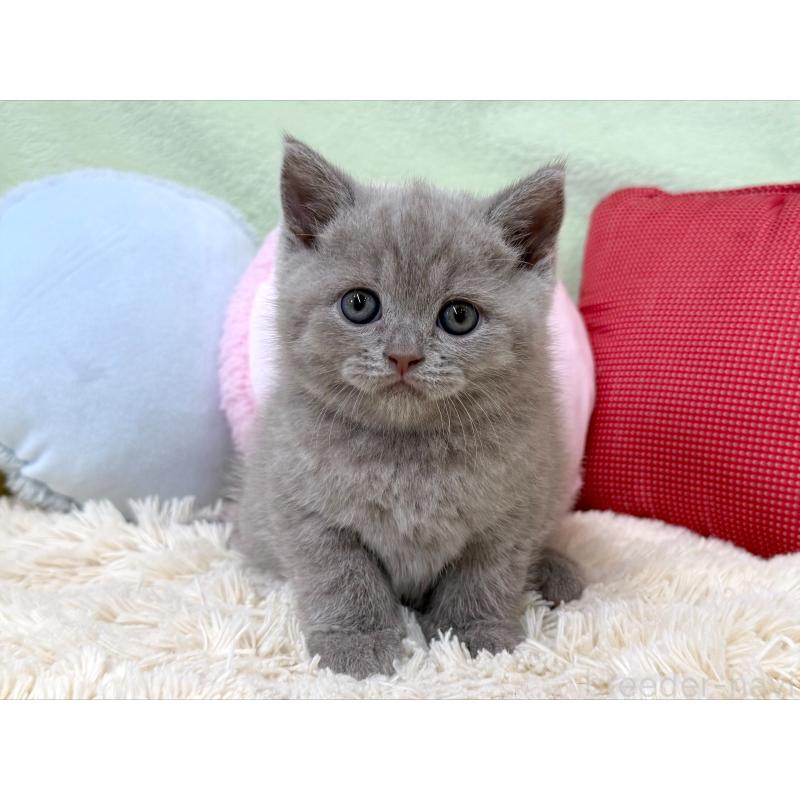 成約済の大阪府のブリティッシュショートヘア-127466の4枚目