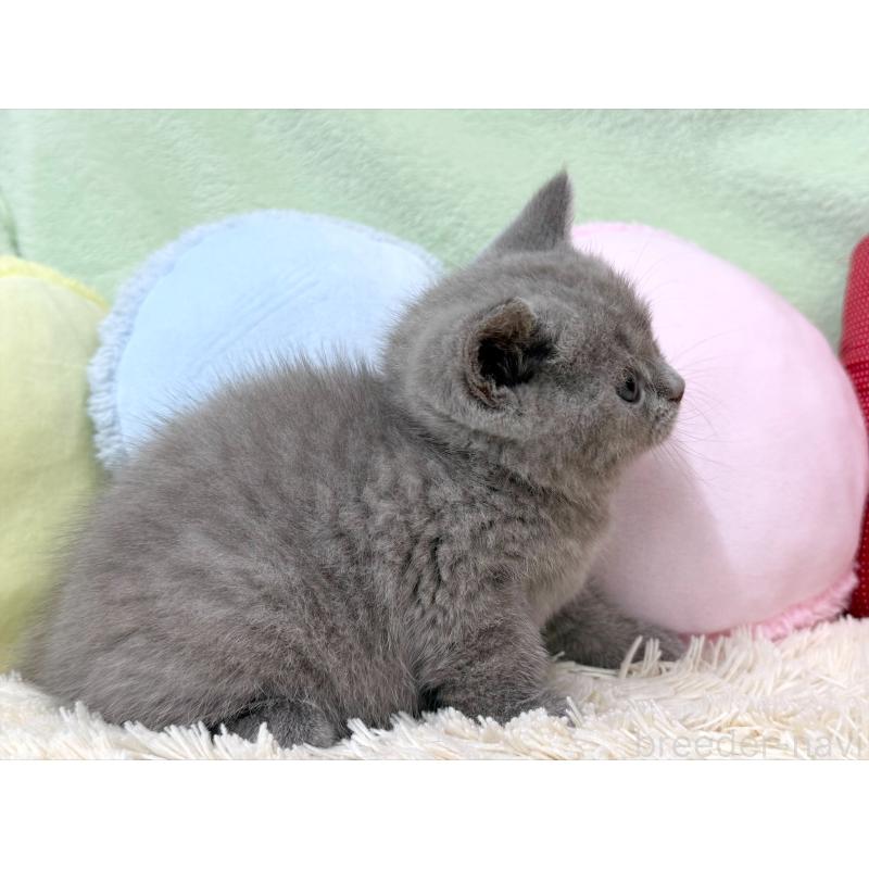 成約済の大阪府のブリティッシュショートヘア-127466の3枚目