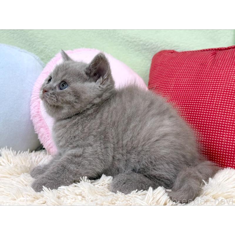 成約済の大阪府のブリティッシュショートヘア-127466の2枚目