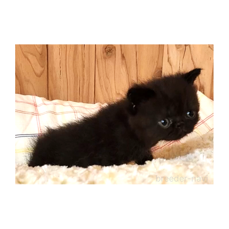 販売中の奈良県のエキゾチックショートヘア-128219の3枚目
