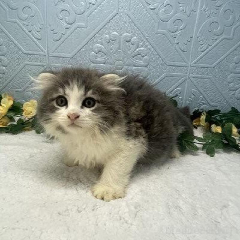 販売中の埼玉県のスコティッシュフォールド-128246の1枚目