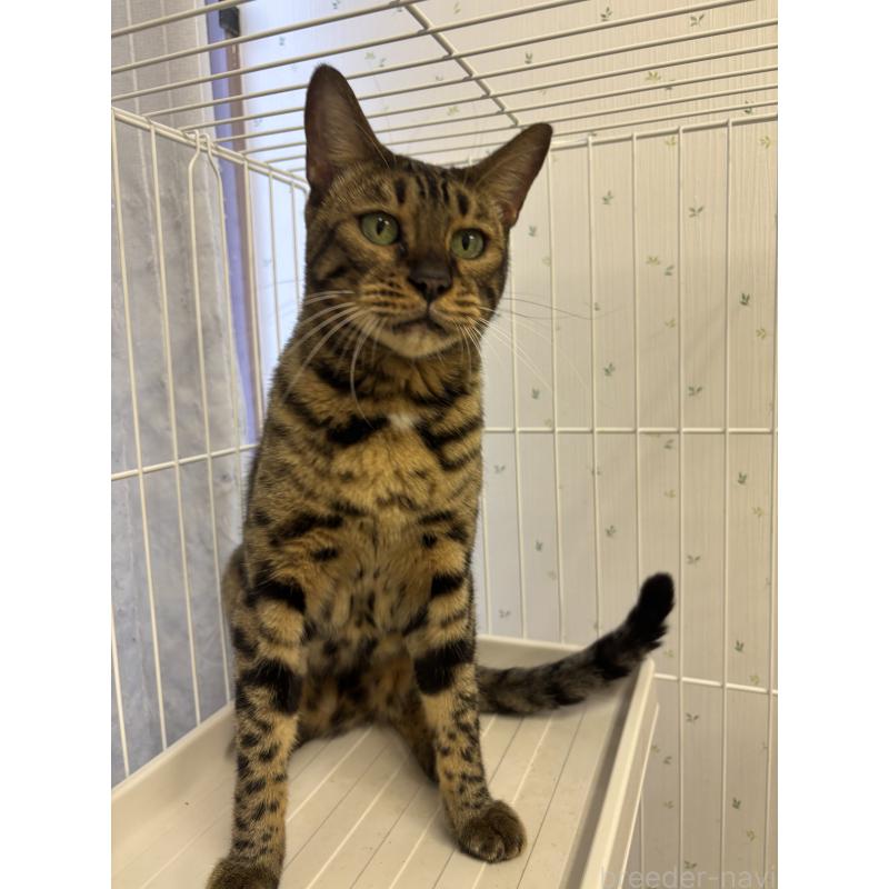 販売中の千葉県のベンガル-83385の2枚目