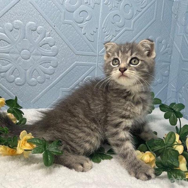 販売中の埼玉県のスコティッシュフォールド-128254