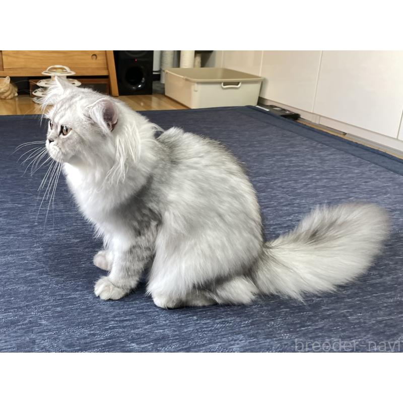 成約済の愛知県のミヌエット-117955の6枚目