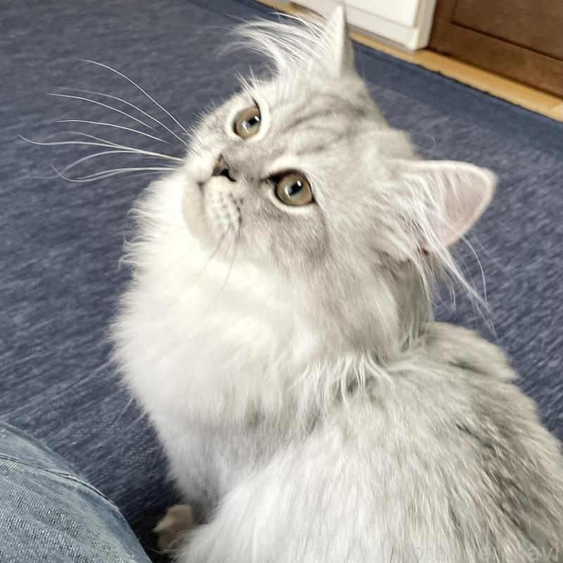 成約済の愛知県のミヌエット-117955の5枚目