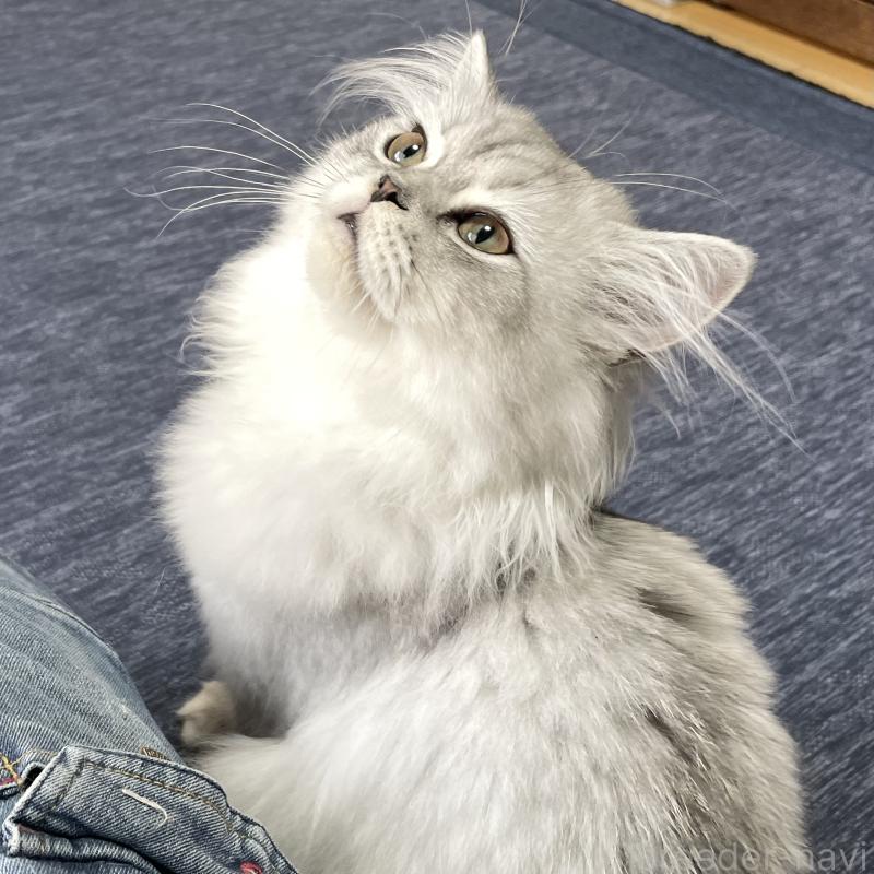 成約済の愛知県のミヌエット-117955の4枚目