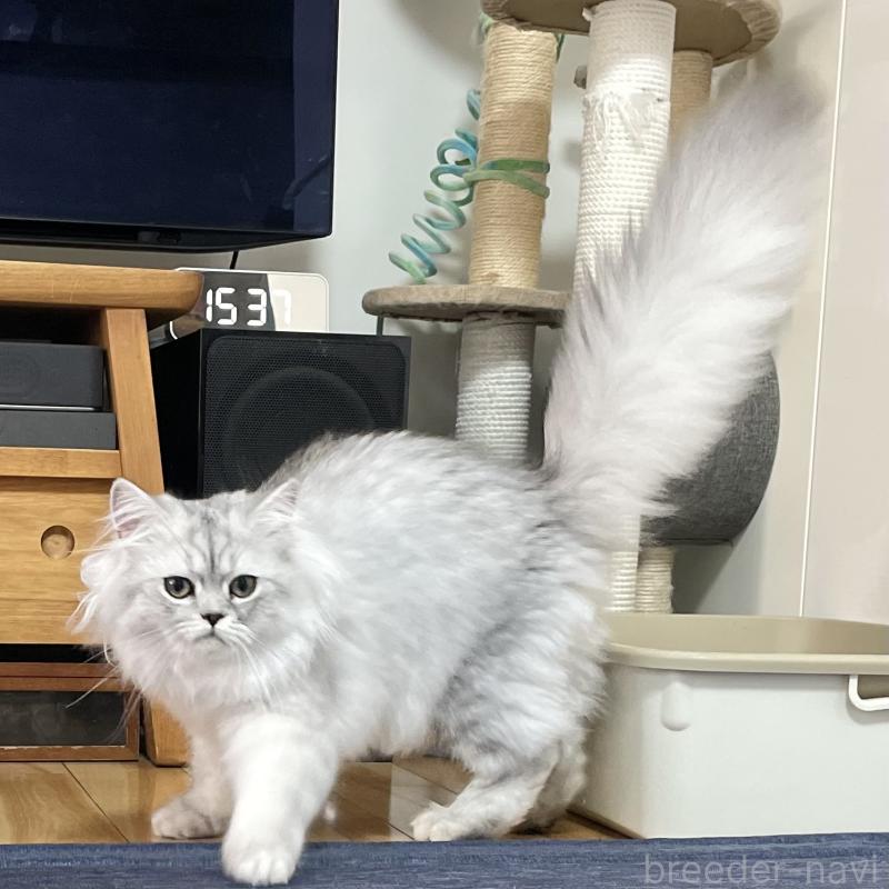 成約済の愛知県のミヌエット-117955の3枚目