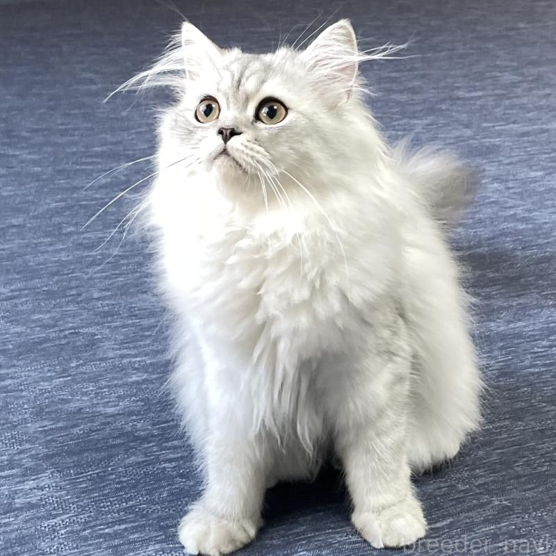 成約済の愛知県のミヌエット-117955の1枚目