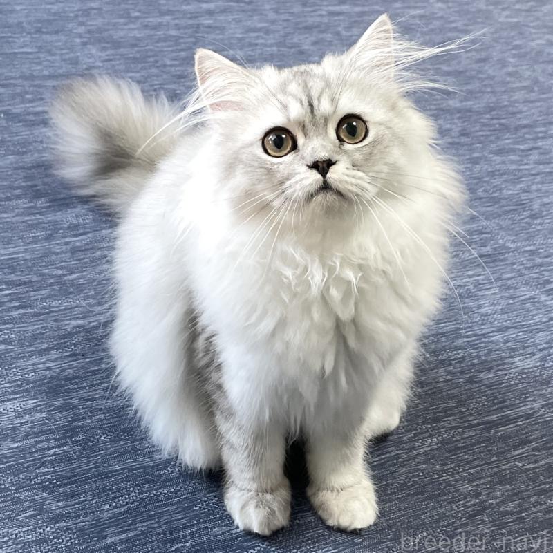 成約済の愛知県のミヌエット-117955の2枚目