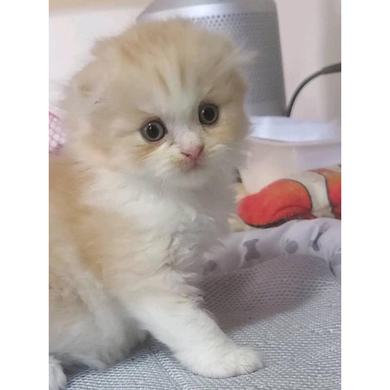 販売中の愛知県のスコティッシュフォールド(折れ耳)-128263の8枚目
