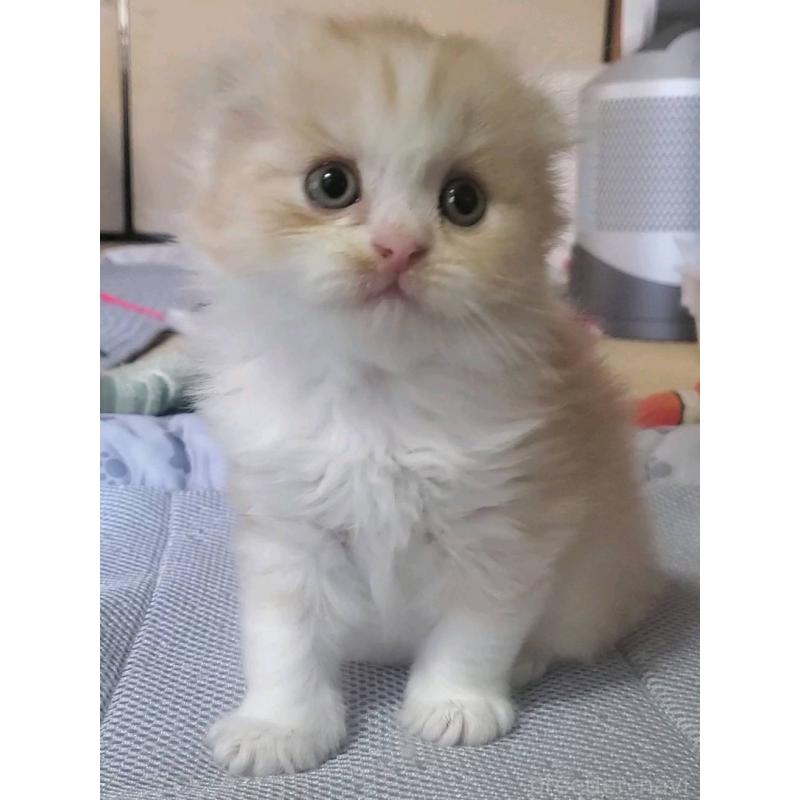 販売中の愛知県のスコティッシュフォールド(折れ耳)-128263の5枚目