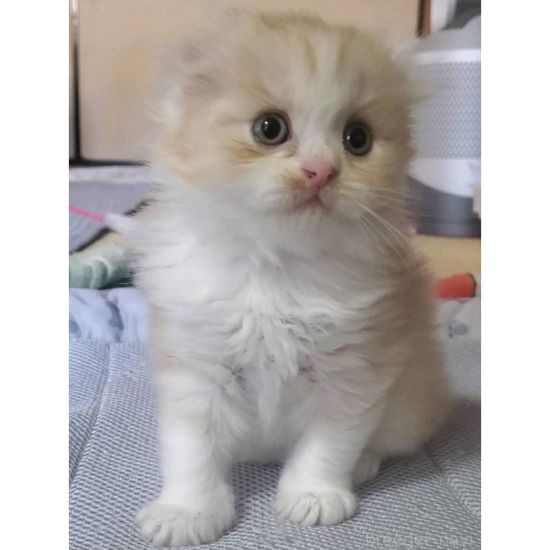 販売中の愛知県のスコティッシュフォールド(折れ耳)-128263の3枚目