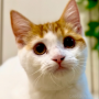 オンライン見学
