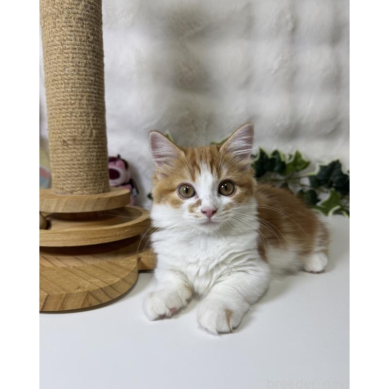 成約済の大阪府のマンチカン(短足)-128028の10枚目