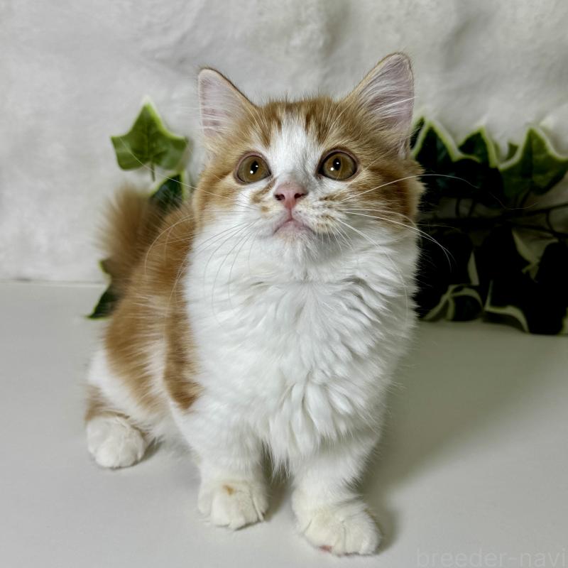 成約済の大阪府のマンチカン(短足)-128028の9枚目