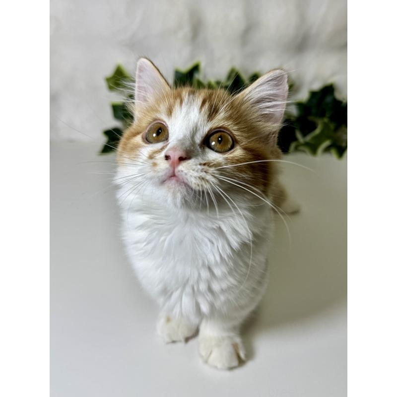 成約済の大阪府のマンチカン(短足)-128028の8枚目