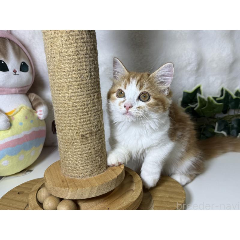 成約済の大阪府のマンチカン(短足)-128028の7枚目