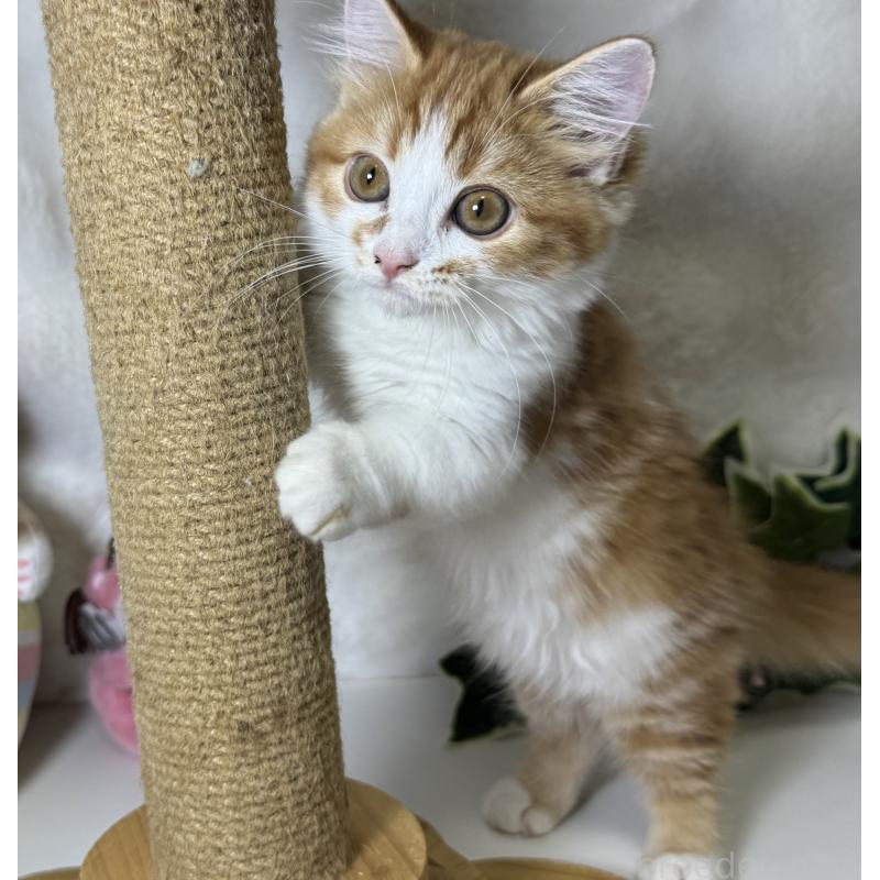 成約済の大阪府のマンチカン(短足)-128028の6枚目