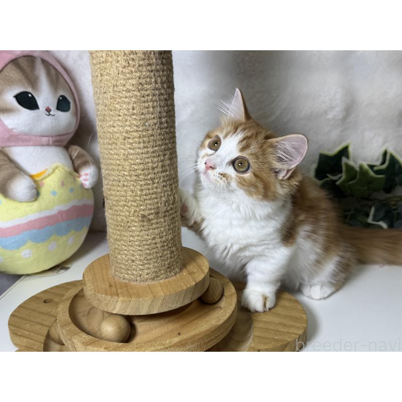 成約済の大阪府のマンチカン(短足)-128028の5枚目