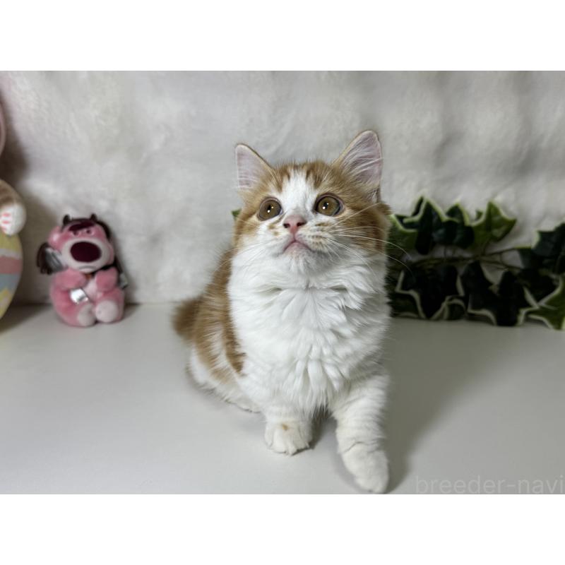 成約済の大阪府のマンチカン(短足)-128028の4枚目