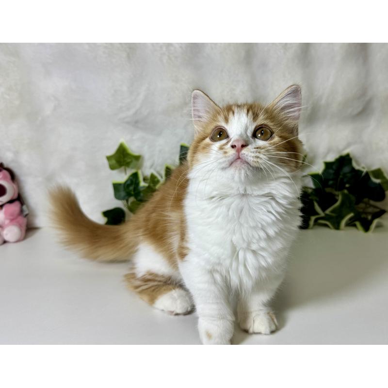 成約済の大阪府のマンチカン(短足)-128028の3枚目