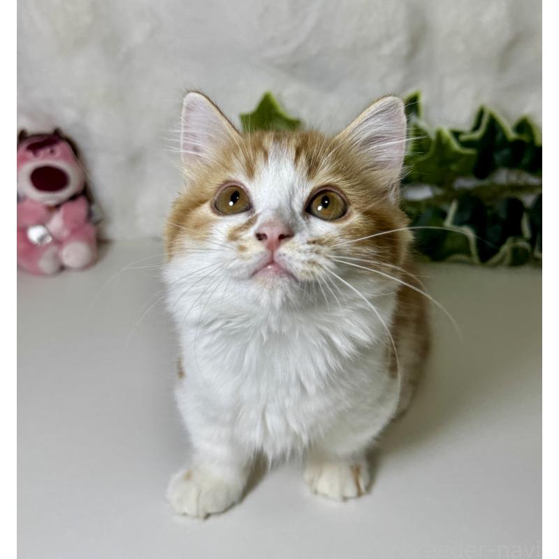 成約済の大阪府のマンチカン(短足)-128028の2枚目