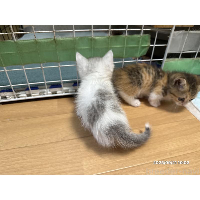 販売中の愛知県のミヌエット(短足)-128138の8枚目