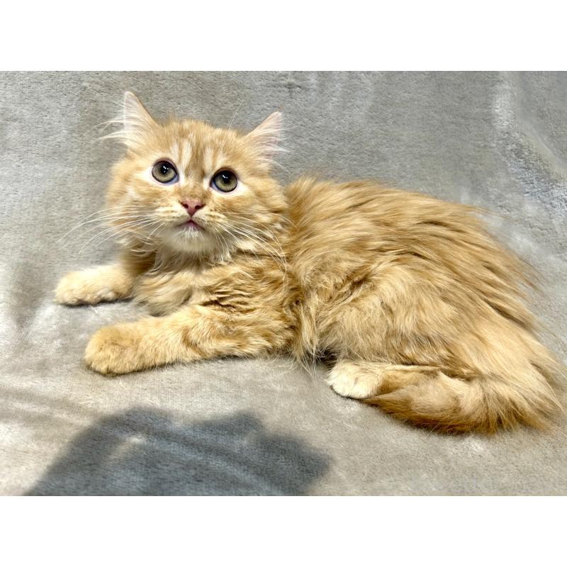 販売中の北海道のスコティッシュフォールド-128276の5枚目
