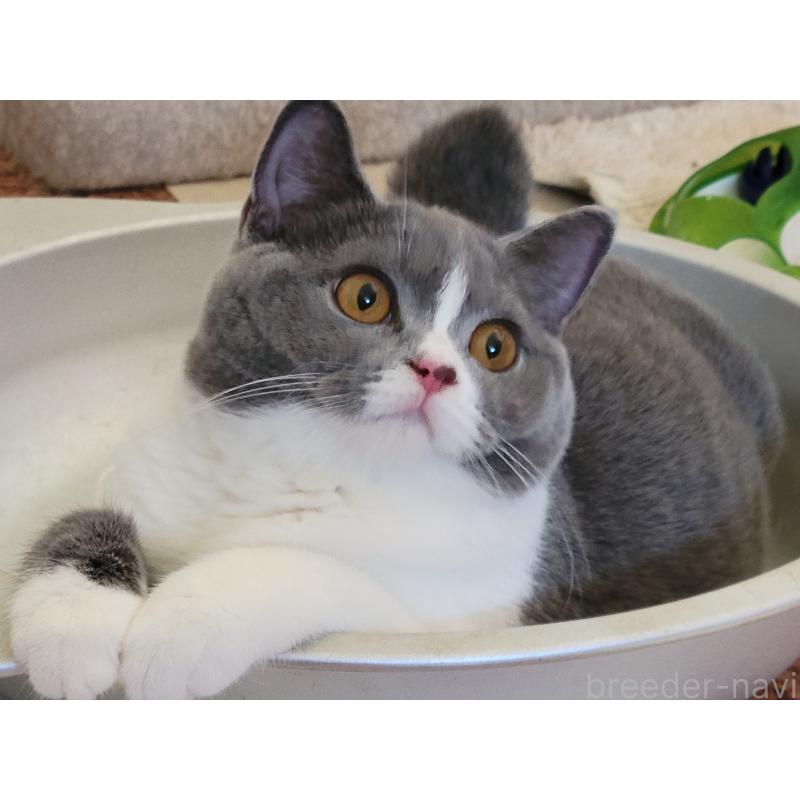 販売中の愛知県のブリティッシュショートヘア-120305の3枚目