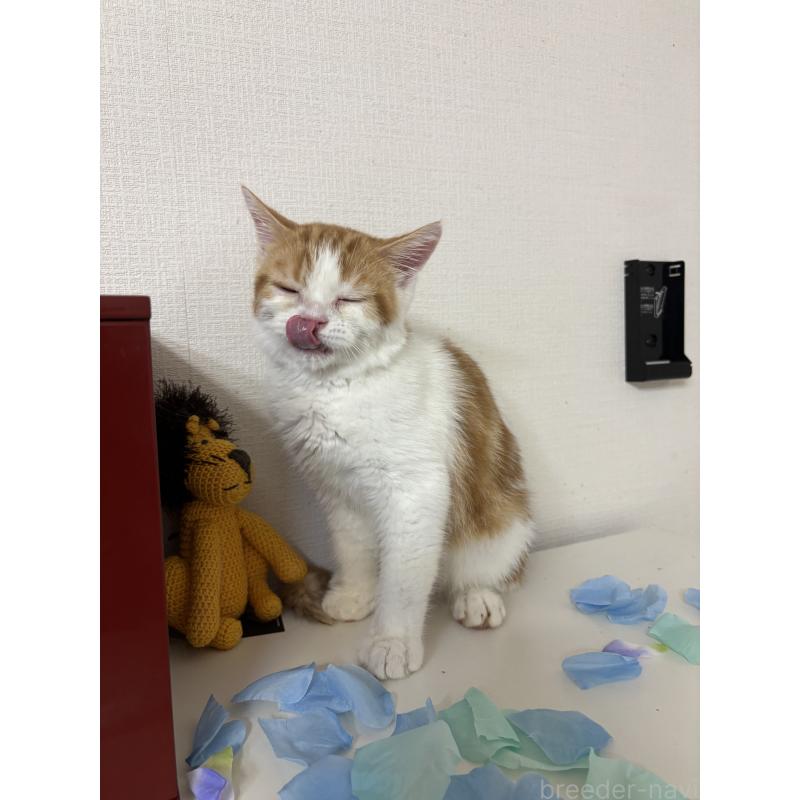 成約済の大阪府のミヌエット-114570の9枚目