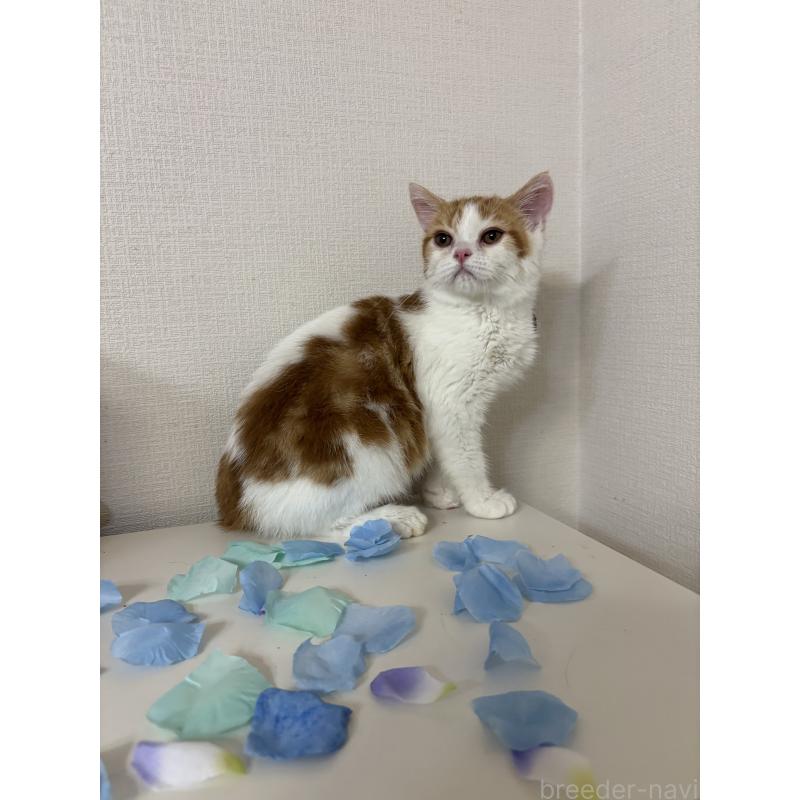 成約済の大阪府のミヌエット-114570の8枚目