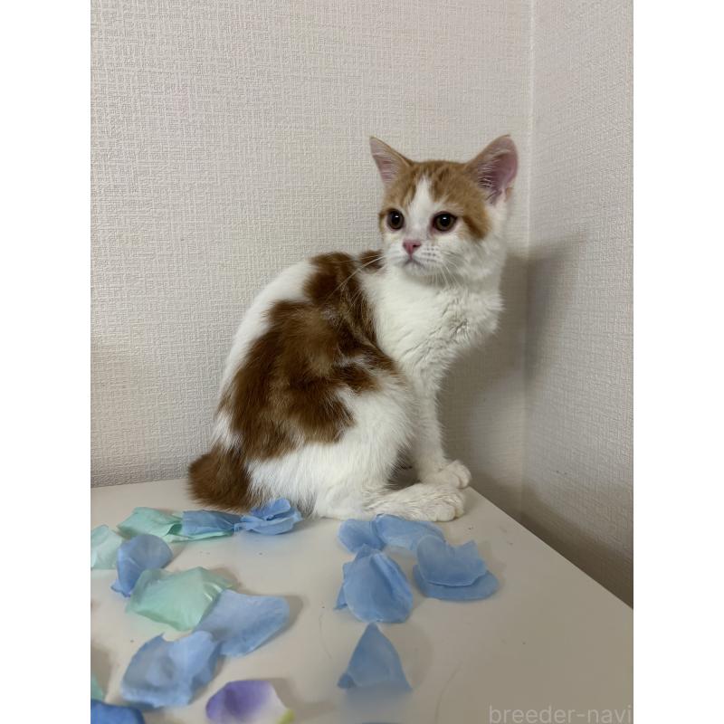 成約済の大阪府のミヌエット-114570の7枚目