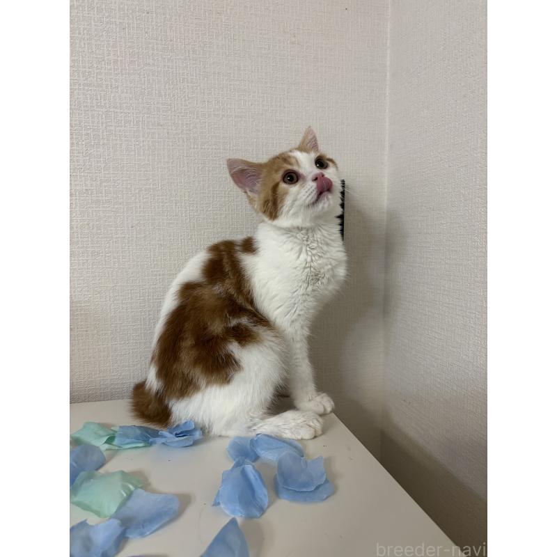 成約済の大阪府のミヌエット-114570の6枚目