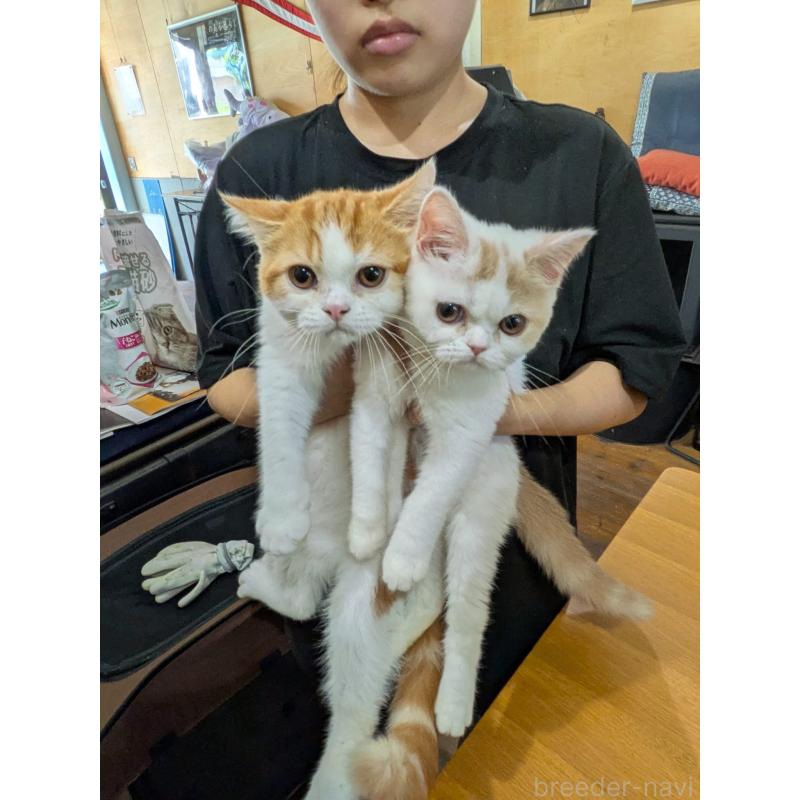 成約済の大阪府のミヌエット-114570の5枚目