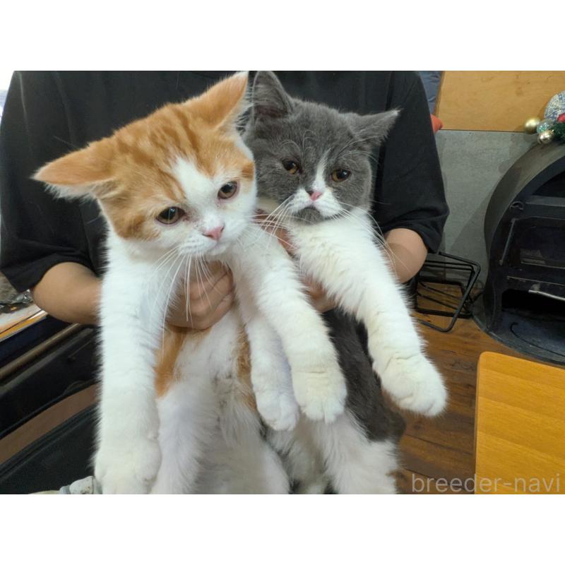 成約済の大阪府のミヌエット-114570の4枚目