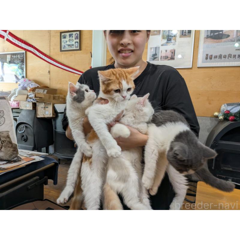 成約済の大阪府のミヌエット-114570の3枚目