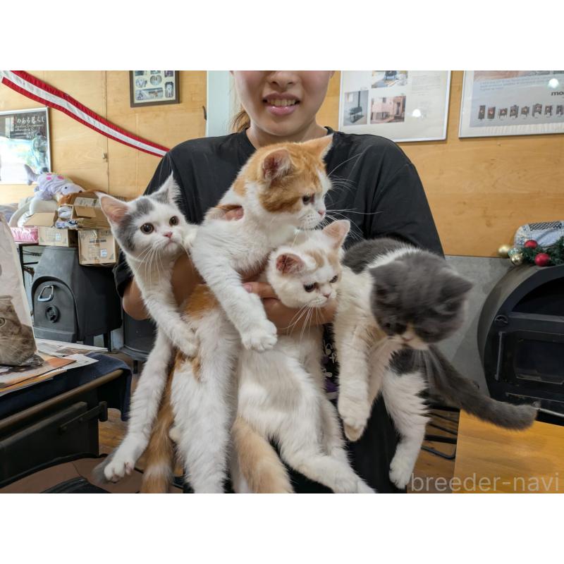 成約済の大阪府のミヌエット-114570の2枚目