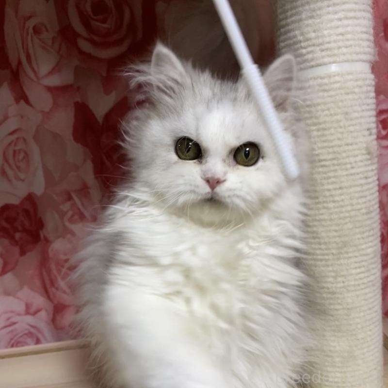 販売中の福岡県のペルシャ(チンチラ)-126776の3枚目