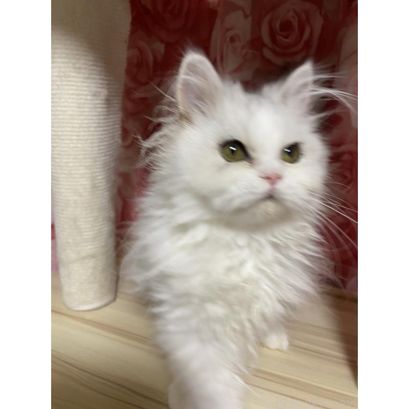 販売中の福岡県のペルシャ(チンチラ)-126776の2枚目