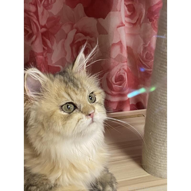 販売中の福岡県のペルシャ(チンチラ)-123976の4枚目