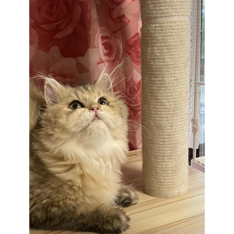 販売中の福岡県のペルシャ(チンチラ)-123976の3枚目