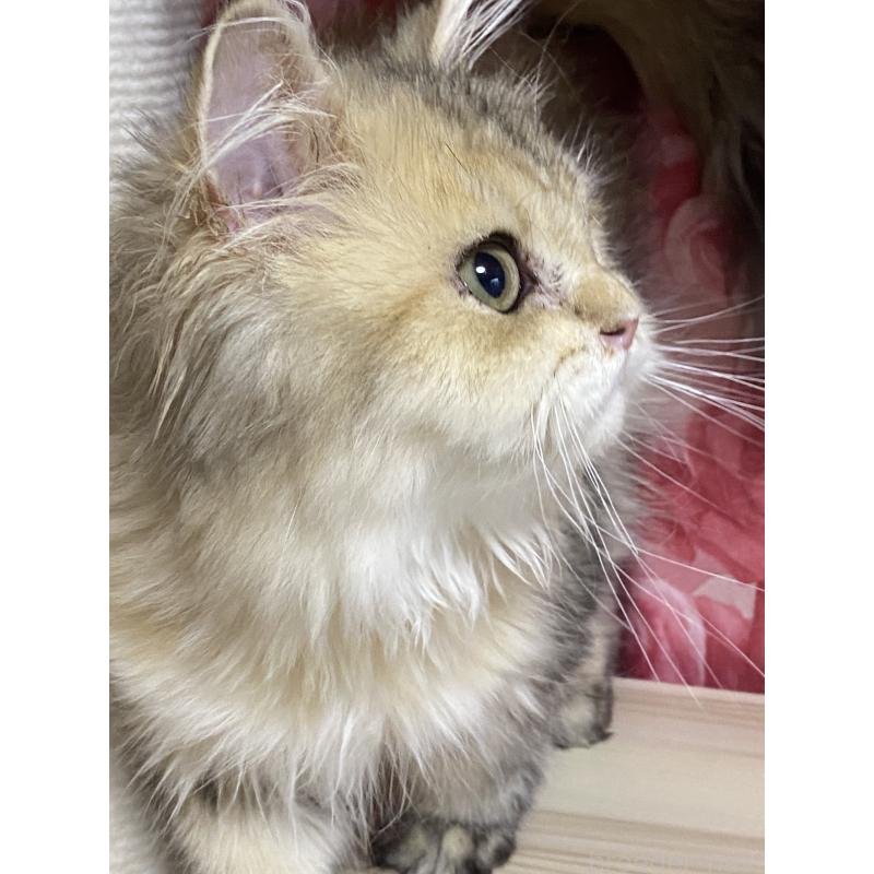 販売中の福岡県のペルシャ(チンチラ)-123976の2枚目