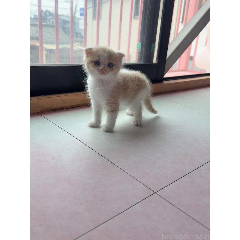 成約済ののスコティッシュフォールド(折れ耳)-127409