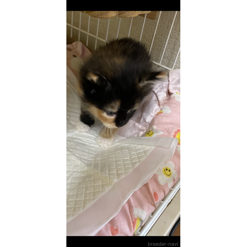 販売中の京都府のメインクーン-128291の2枚目