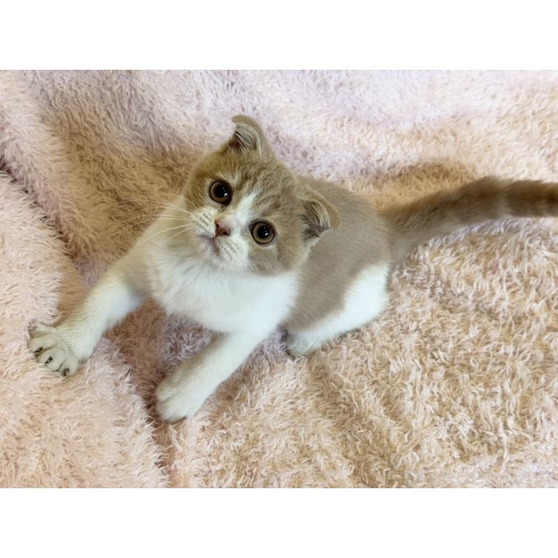 販売中の三重県のスコティッシュフォールド(折れ耳)-128304の3枚目