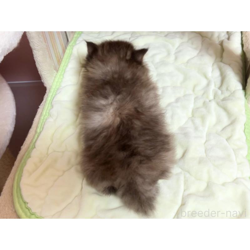 販売中の千葉県のミヌエット-128305の2枚目