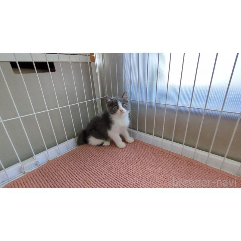 販売中の茨城県のブリティッシュショートヘア-128306の5枚目