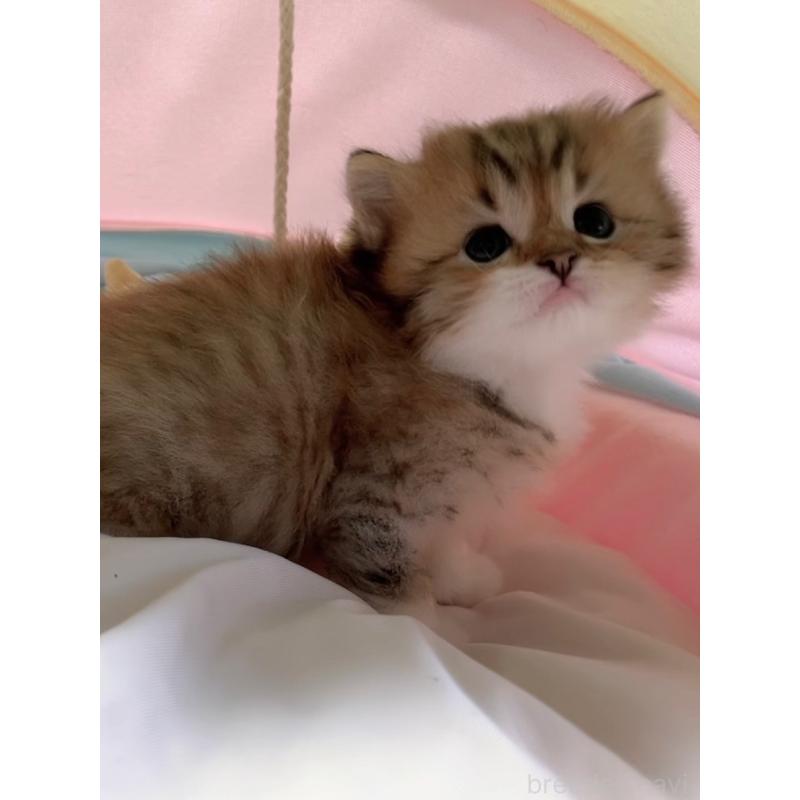 販売中の岐阜県のスコティッシュフォールド-128307の2枚目