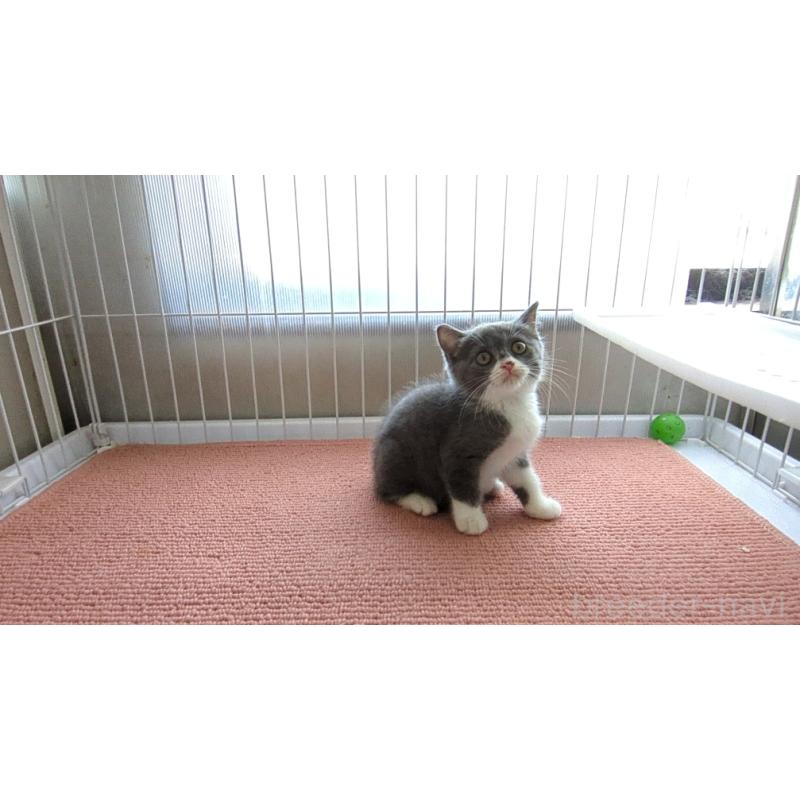 販売中の茨城県のブリティッシュショートヘア-128308の3枚目
