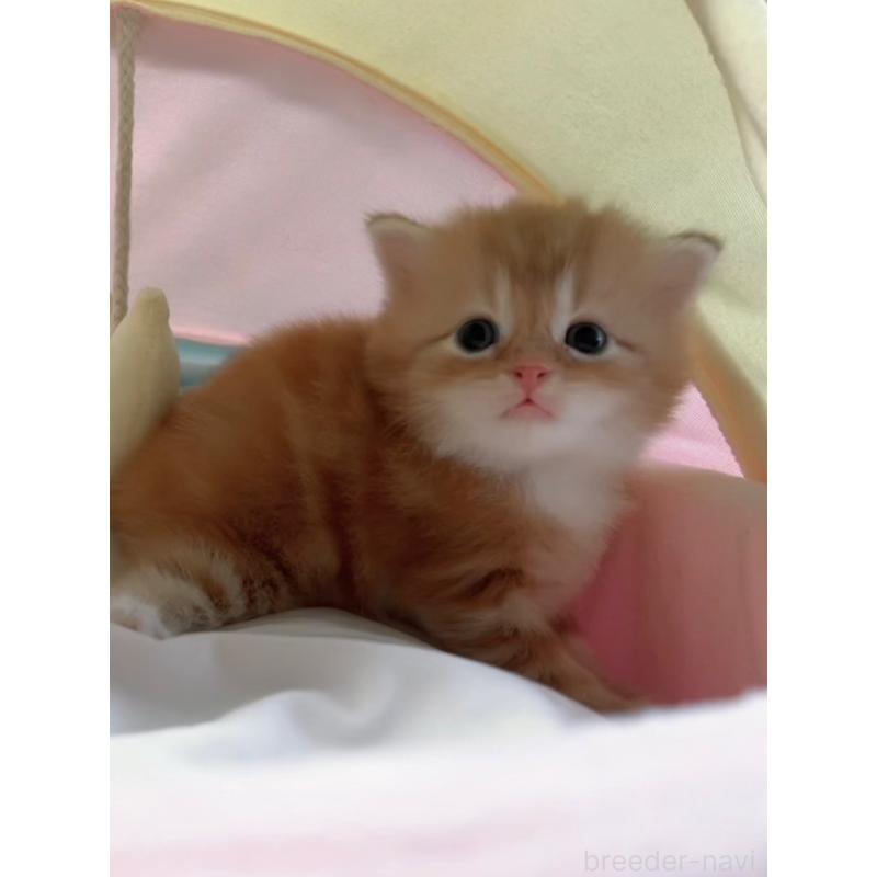 販売中の岐阜県のスコティッシュフォールド-128309の4枚目